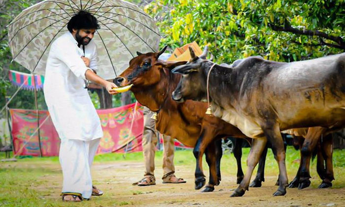 pawan kalyan cattle