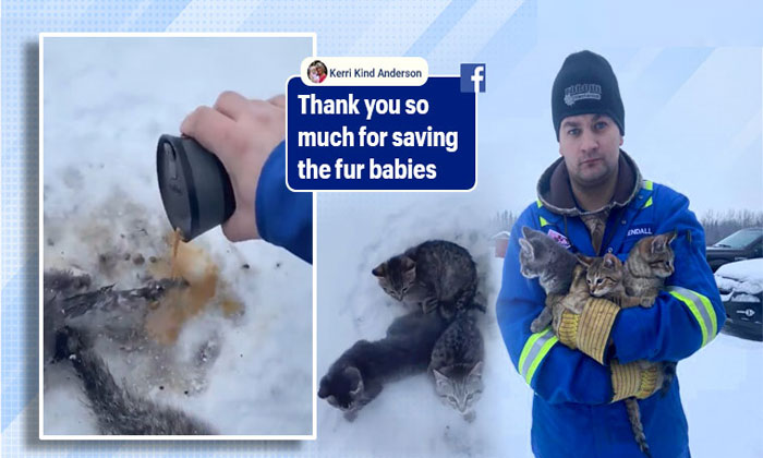 canada man saves kitten