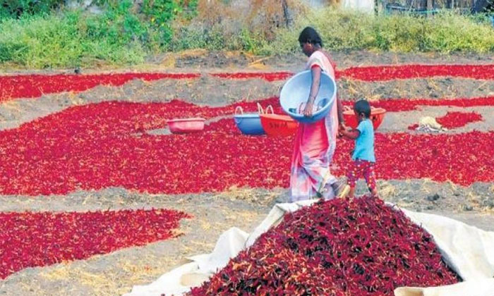 Coronavirus affects chilli business in Telugu states 1 coronavirus chilli business telugu states
