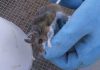 Hantavirus kills man in China, Twitter frets