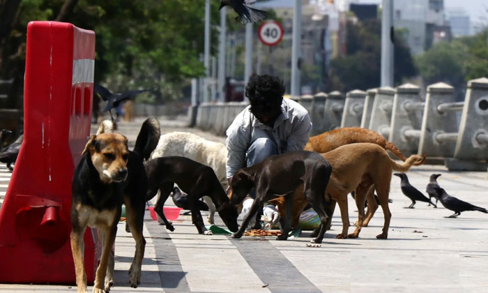 University of Hyderabad students stary dogs