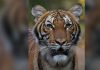 Tiger tests positive for coronavirus in New York