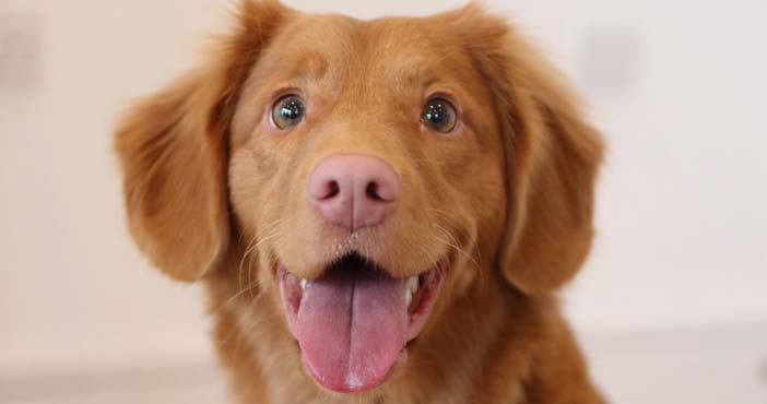 Parvovirus: కుక్కల్లో విస్తరిస్తున్న వైరస్.. భయభ్రాంతుల్లో ప్రజలు 1 Parvo virus spreading in d