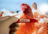Bird Flu: కొవిడ్ కంటే 100 రెట్లు ప్రాణాంతకం.. ముంచుకొస్తున్న వైరస్ bird flu