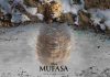 Mufasa: The Lion King అభిమానుల అంచనాలను అందుకుందా? Did Mufasa: The Lion King Do Justice to Fans’ Expectations?