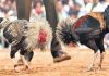 Cockfighting: సంక్రాంతి కోడిపందాల పై హైకోర్టు కీలక ఆదేశాలు! High Court Orders Action Against Cockfighting in AP During Sankranthi