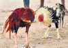 Cockfighting మీద ఆంధ్ర ప్రదేశ్ లో ఇన్ని వేల కోట్లా! Huge betting on Andhra Pradesh Cockfighting!