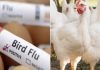 ఆంధ్రా గోదావరి జిల్లాల్లో Bird Flu కలకలం.. తెలంగాణ పరిస్థితి? Thousands of Chickens Die in AP confirming Bird Flu